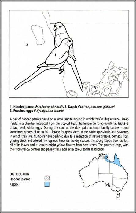 pa EgoGuiotto AG2004 09 HoodedParrot Key. Guiotto, 