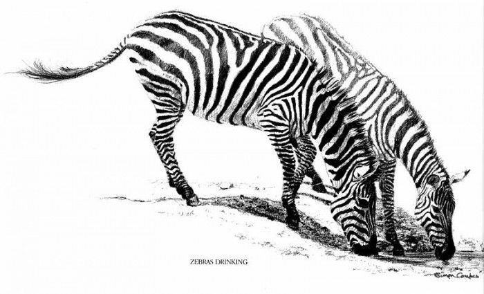 Ae 56 Zebras Drinking Simon Combes sqs. , 