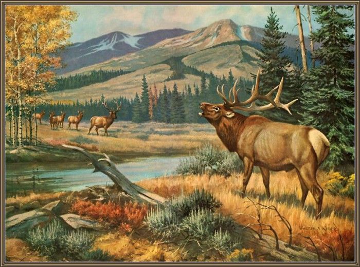 cr WalterWebber-04-AmericanElkOrWapiti. , 