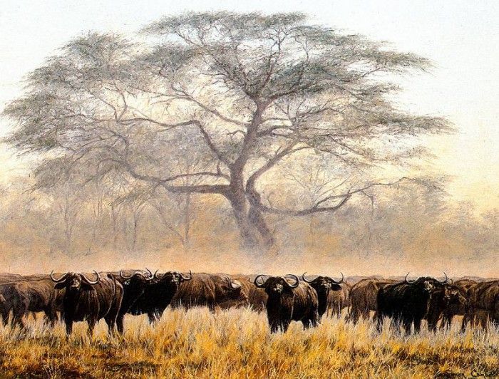 Ae 04 Buffalo Herd Simon Combes sqs. , 