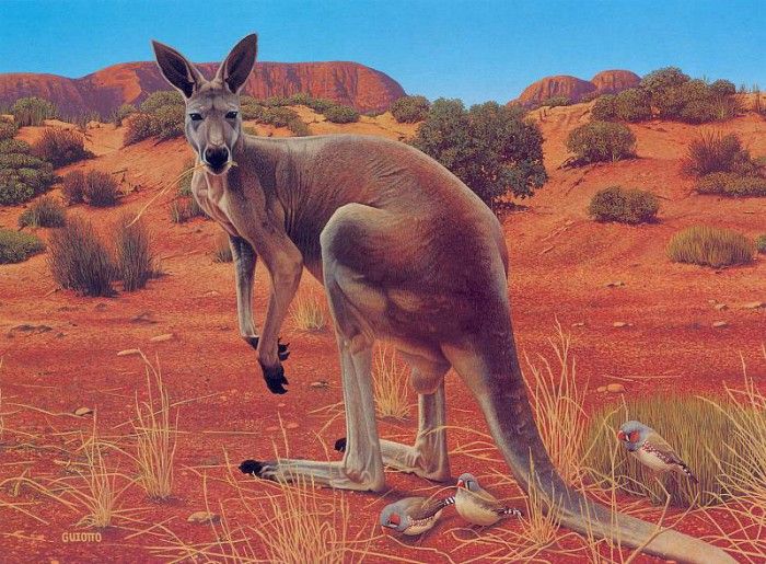 Oz AGls019 Ego Guiotto Red Kangaroo Painting. Guiotto, 