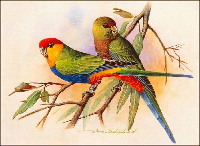 pa EricShepherd 10 Red CappedParrot. , 