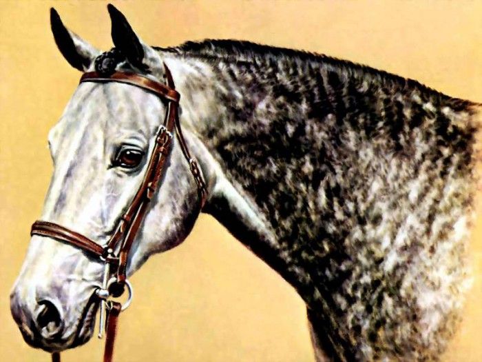 illustrated horse csg005 donald schwartz. , 