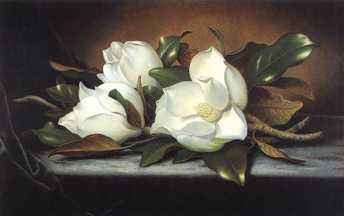 bs- Martin Johnson Heade- Giant Magnolias. ,  