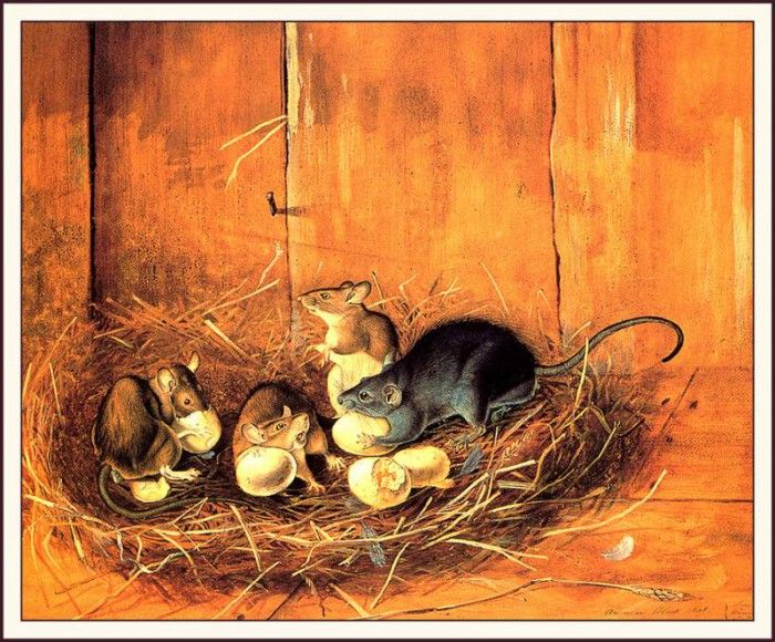 bs-na- Audubon- Black Rats. Audubon,  