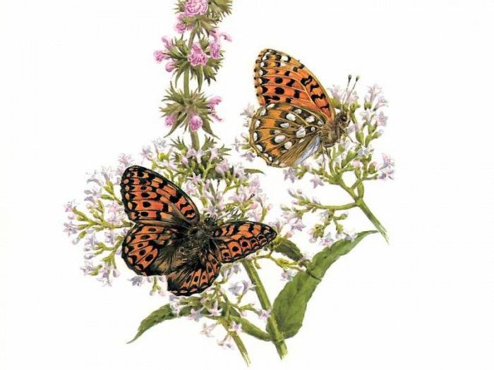 waters edge csg028 dark green fritillaries. �������, ���������