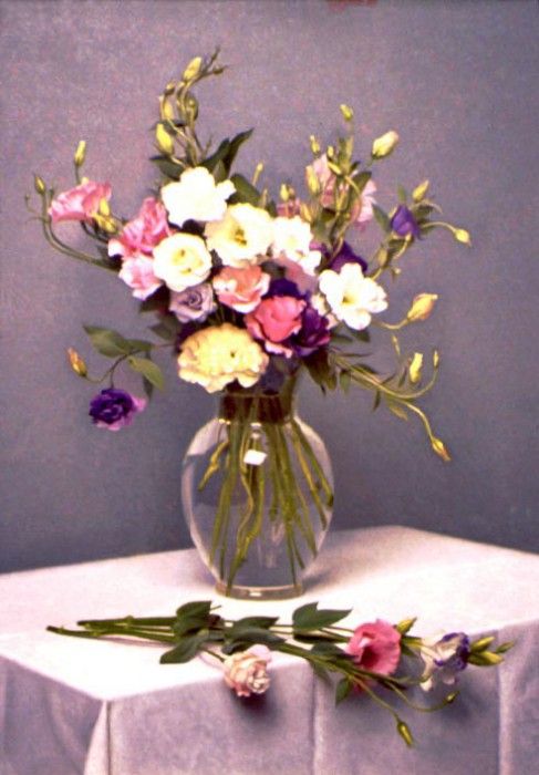 Lisianthus. Gjertson, 