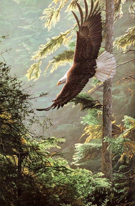 Parker, Ron - Bald Eagle (end. ������, ���