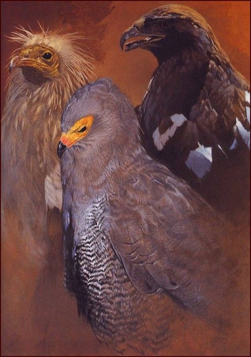 lrsHarrisChingRay-3AfricanBirdsofPrey. ,  