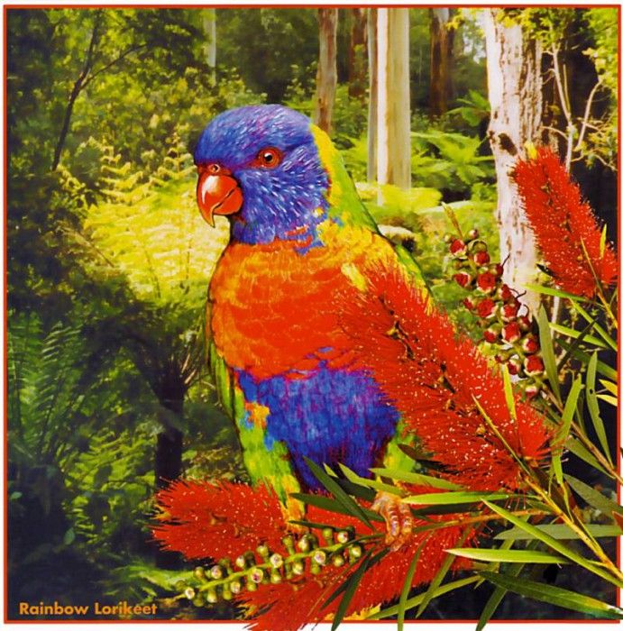 pa HartTrish 03 RainbowLorikeet. , 