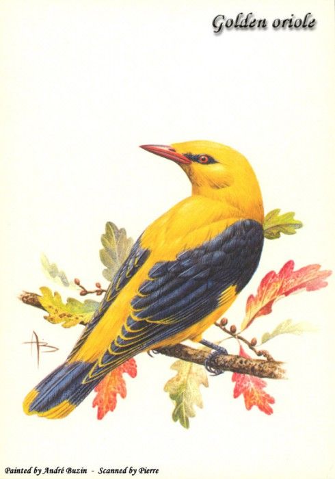 abs 04 golden oriole. �����, �����