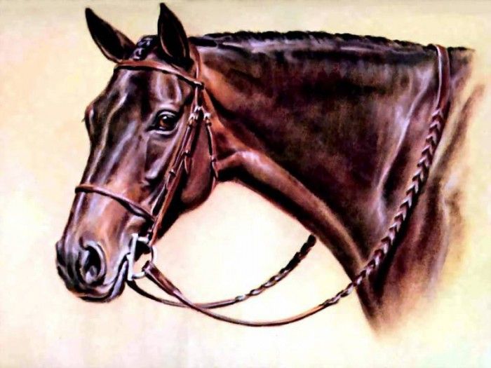 illustrated horse csg011 donald schwartz. , 