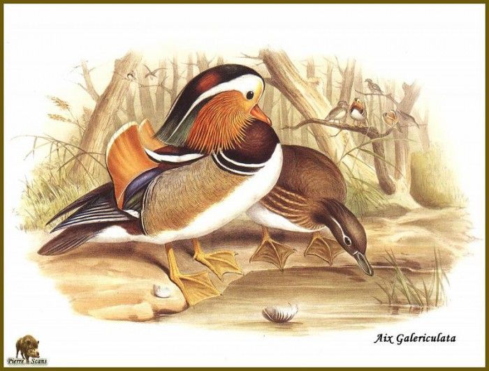 PO ptb 08 Canard Mandarin. ����, ����