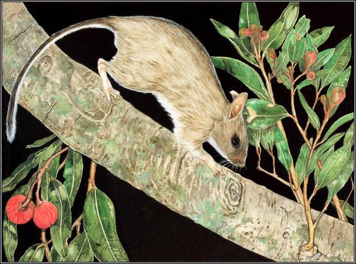 pa AVM ext 10 Moylan White-FootedRabbit-Rat. ����-������, K