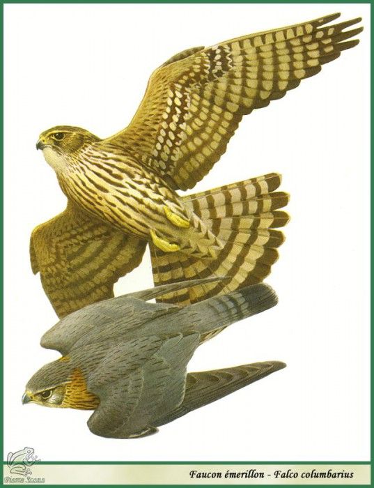 Falco columbarius. Barruel, P