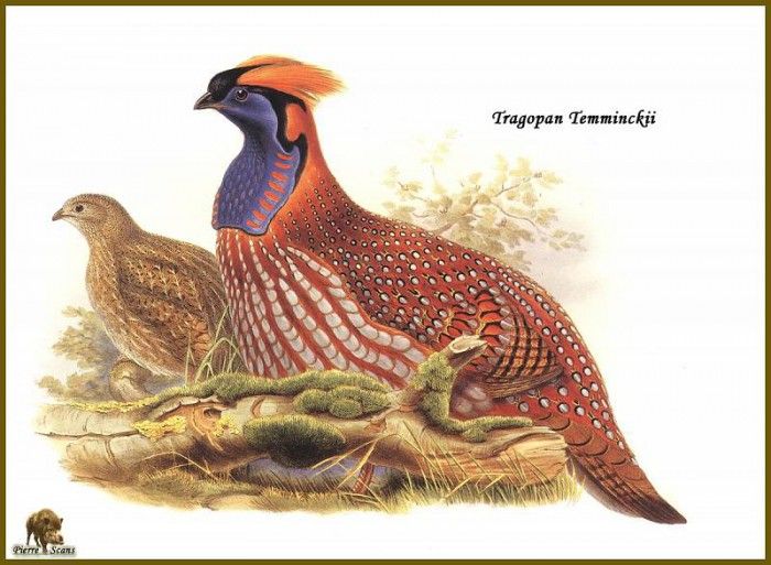PO ptb 61 Tragopan de Temminck. ����, ����