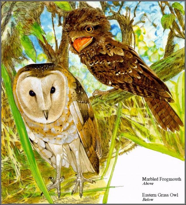 pa TonyOliver AustralianEndangeredWildlife 11. , 