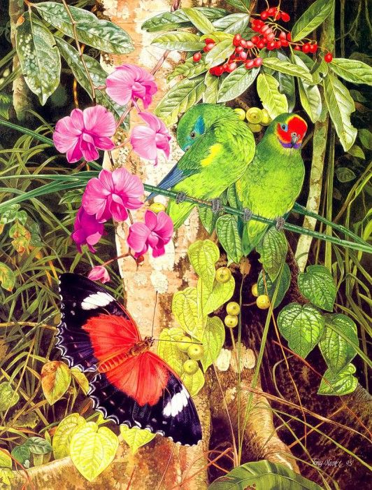 Oz AGls039 Tony Oliver 95 Double-Eyed Fig Parrot. , 