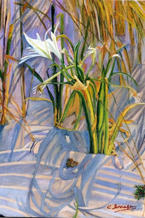 43736. ����, Borrego