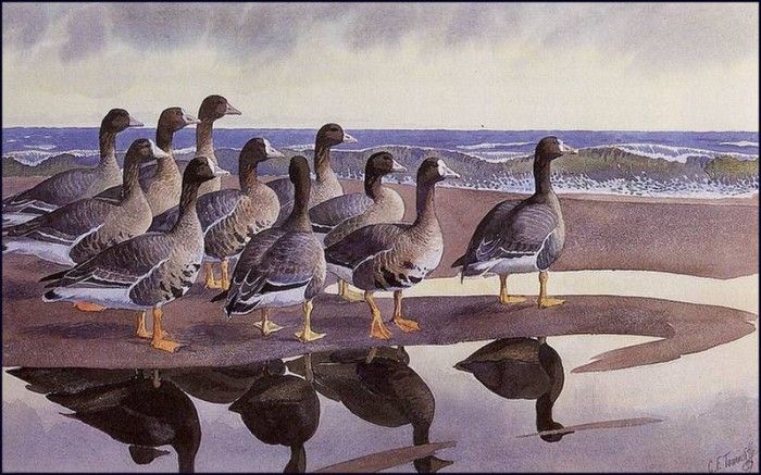 43608. Tunnicliffe, 