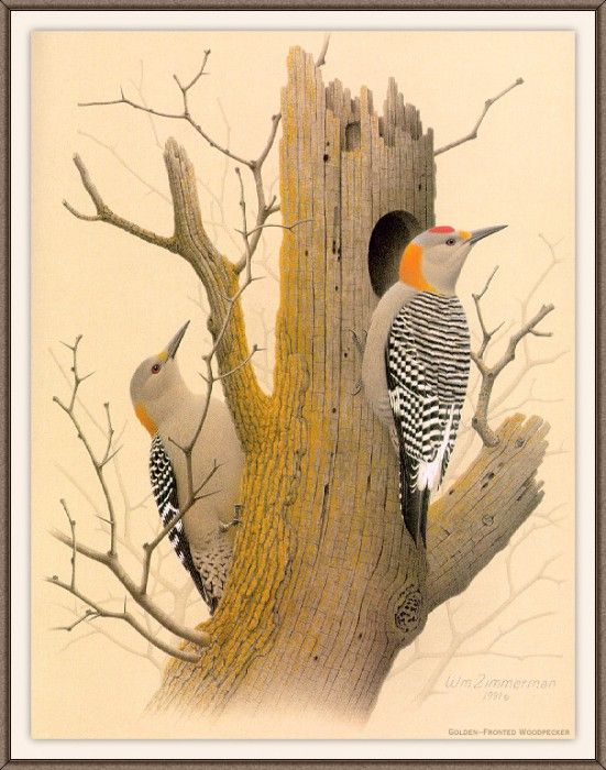 Sj WbZ 18 Golden-fronted Woodpecker. , 