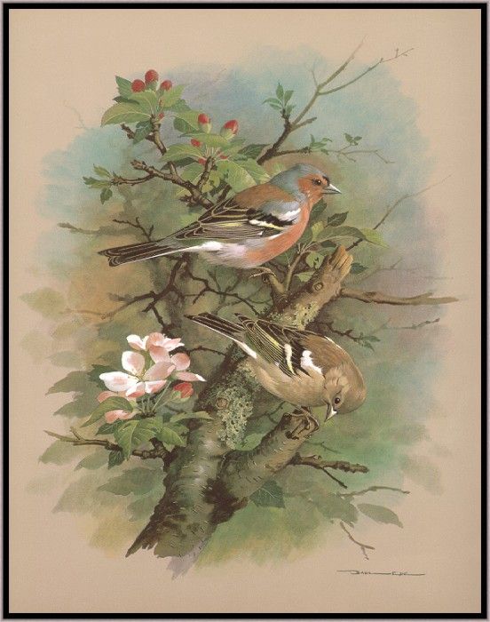 EdeBasil-TheChaffinch-sj. , 