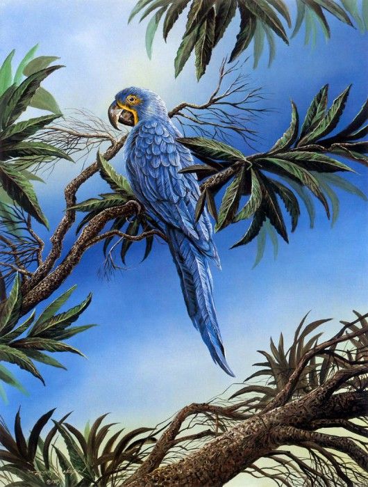 kb Nelson RL Blue Hyacinth Macaw. ,  