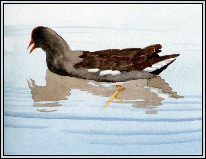 D50-AWE013-BR-Common Moorhen 2. Bansemer, 