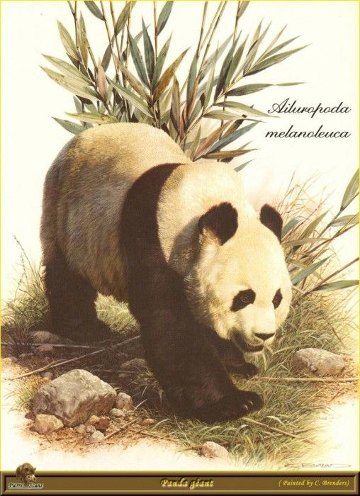PO ppa 42 Panda geant. Brenders Karl