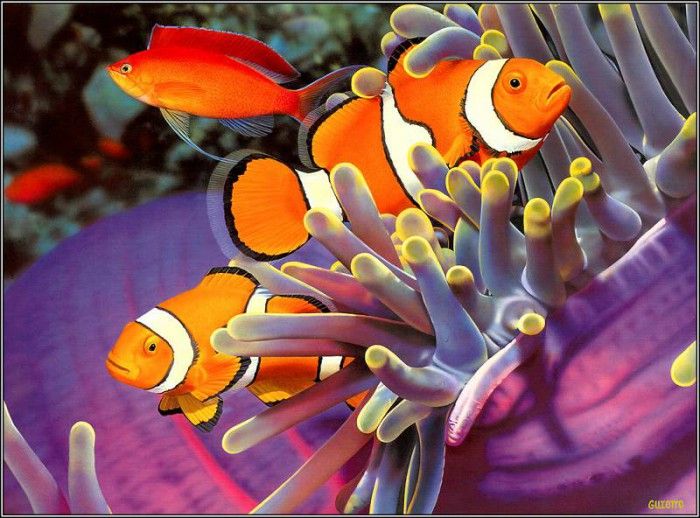 pa EgoGuiotto AG2004 11 ClownAnemonefish. Guiotto, 