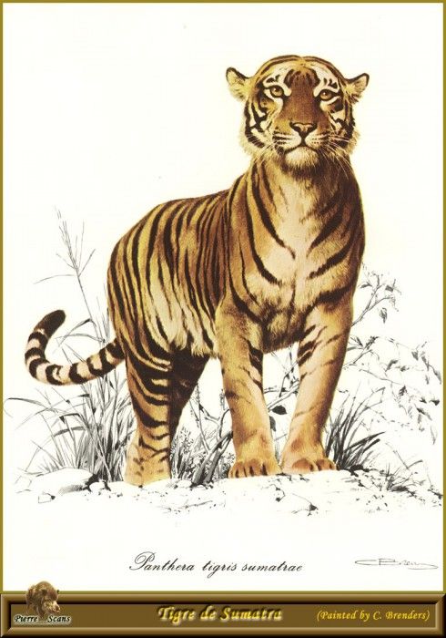 PO pfel 15 Tigre de Sumatra. Brenders Karl
