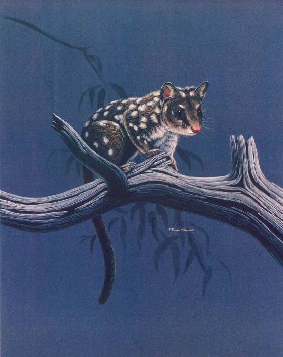 Oz AGls036 Rod Scott Western Native Cat. �����, Rod