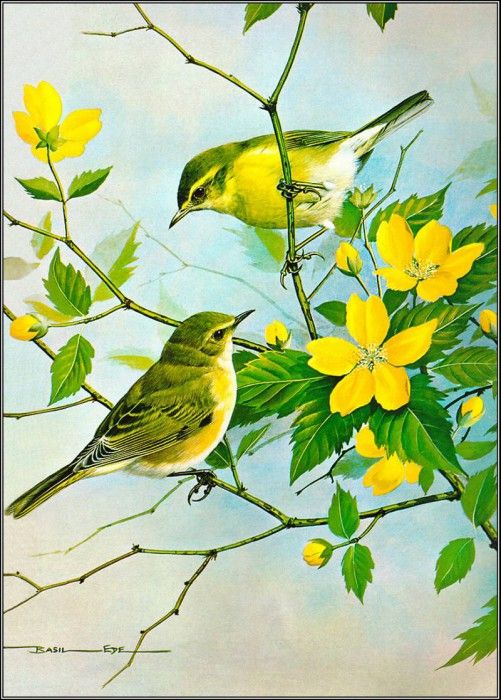 pa BasilEde 05 WillowWarbler&Chiffchaff. , 