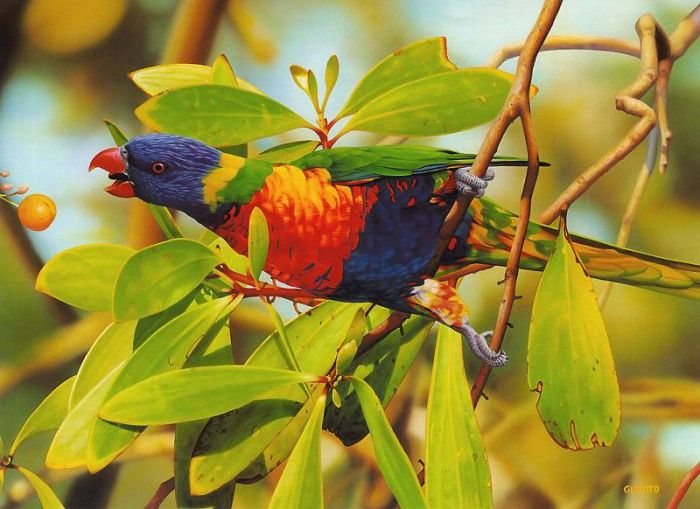 pa EgoGuiotto 07 RainbowLorikeet. Guiotto, 