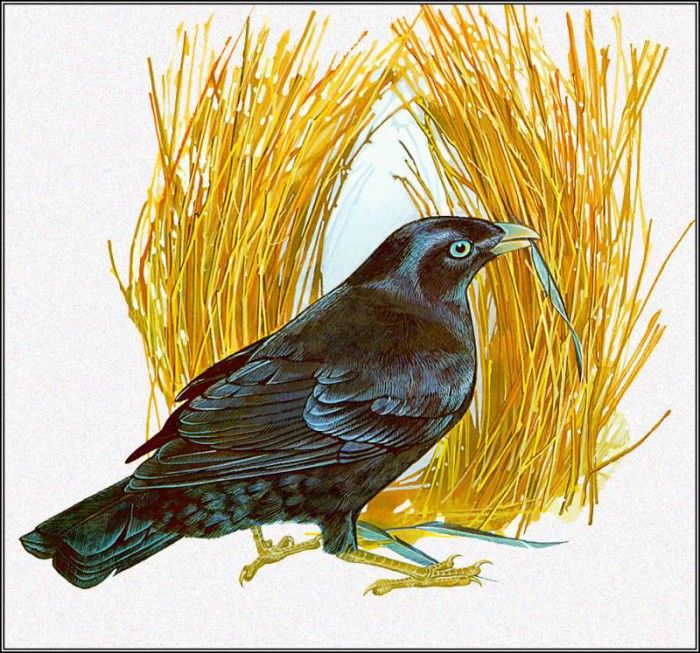 pa TonyOliver AustralianBirds 29 SatinBowerBird. , 