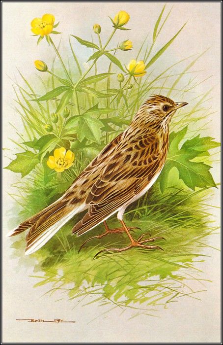 pa BasilEde 42 Skylark. , 
