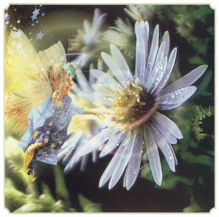 kb Cross Tom Aut New England Blue Aster Fairy. , 