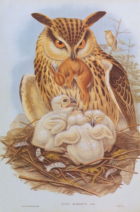 bs-na- Josef Wolf- Eagle Owl. , 