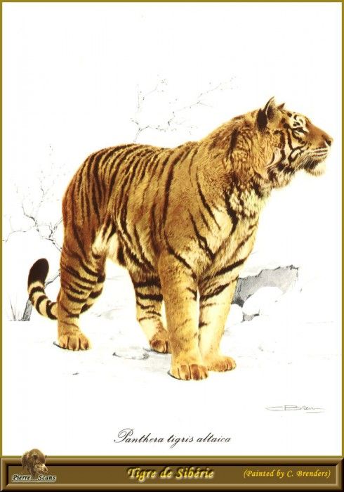 PO pfel 14 Tigre de Siberie. Brenders Karl