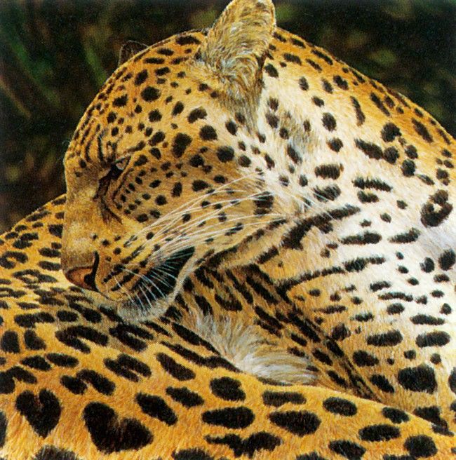 kb Bragg CL Leopard. ,  