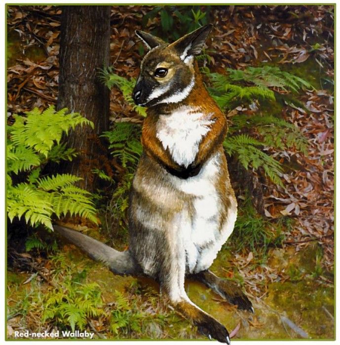 pa HartTrish 11 Red-neckedWallaby. , 