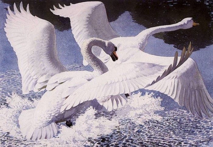 43597. Tunnicliffe, 