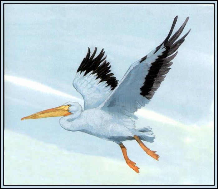 D50-AWE098-BR-White Pelican 1. Bansemer, 
