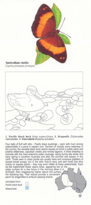 Oz AGls016 Ego Guiotto Pacific Black Duck Painting Key. Guiotto, 