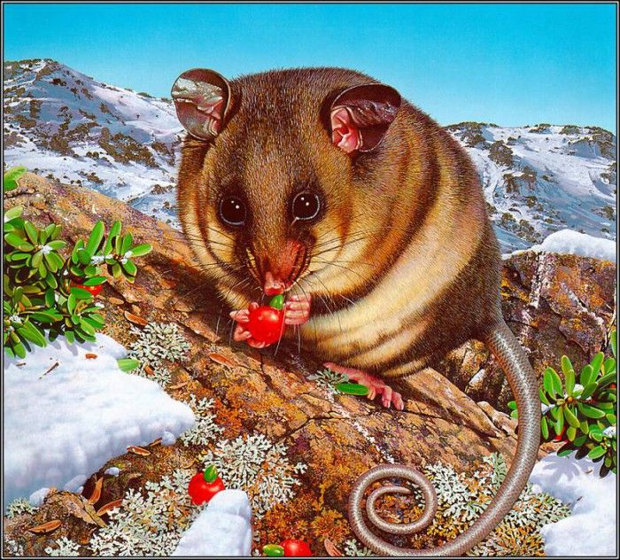 pa AGA 05 EgoGuiotto MountainPygmy-Possum. Guiotto, 