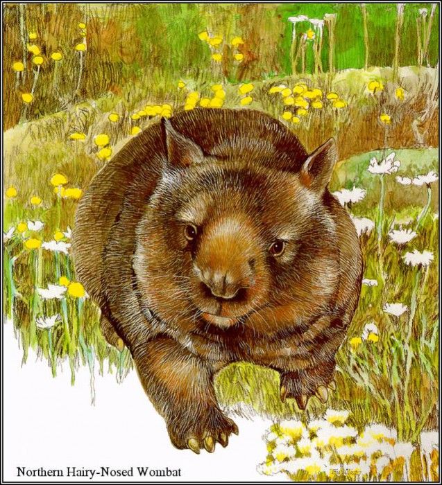 pa TonyOliver AustralianEndangeredWildlife 14. ������, ����