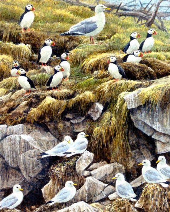 Birds 50 Puffin and Gull Colony, 2001 Robert Bateman sqs. Bateman, 