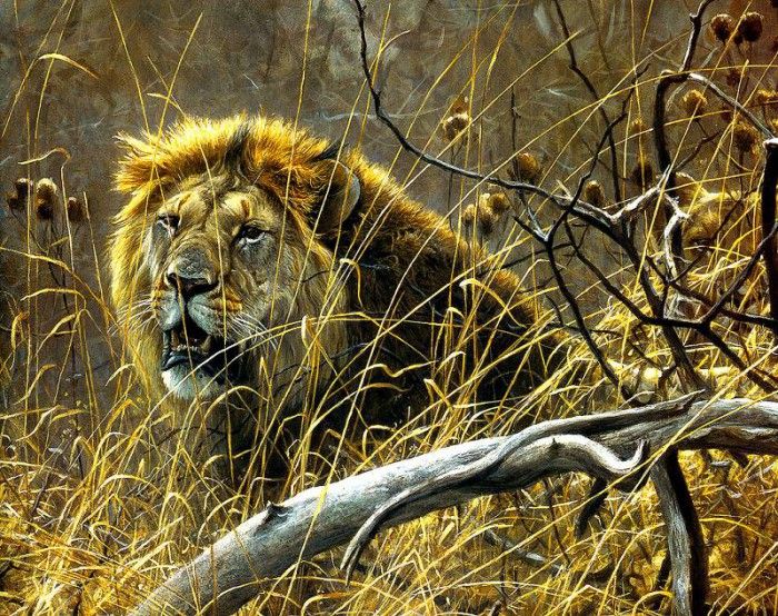 Safari 08 Lion Robert Bateman sqs. Bateman, 