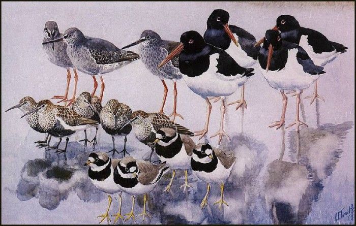 43622. Tunnicliffe, ������