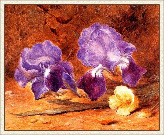 bs-flo- John Jessop Hardwick- Iris And Christmas Rose. ,  